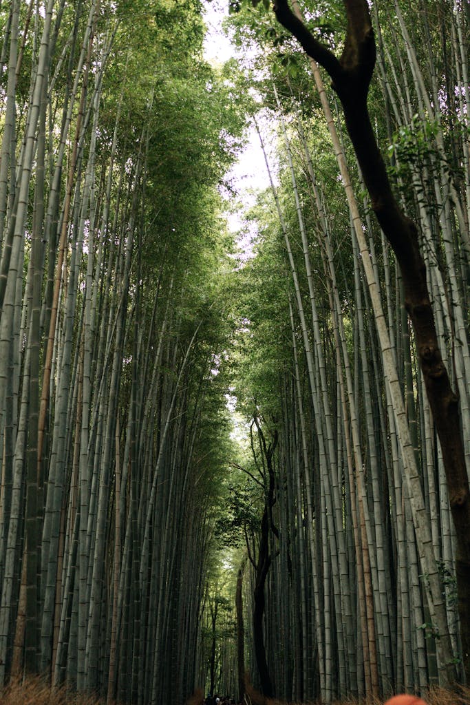 Tall bamboo trees create a serene canopy in Kyoto's Arashiyama Forest, inviting exploration and tranquility.